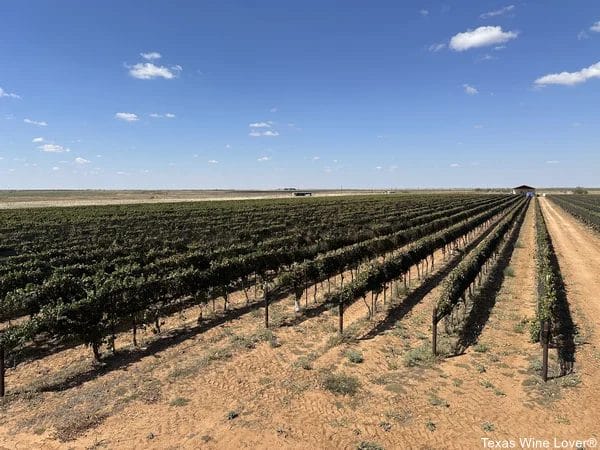 Making Wine at Oswald Vineyard and Winery