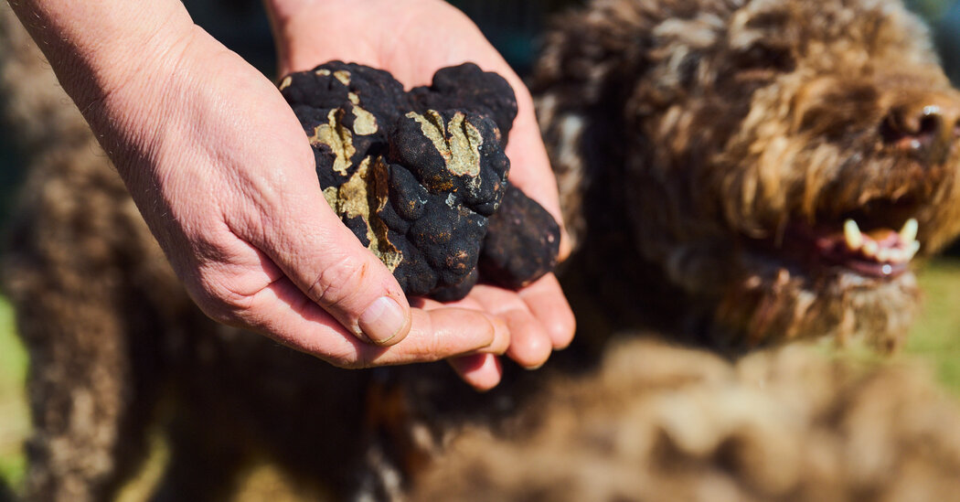 The Rush Is on for Oregon Truffles