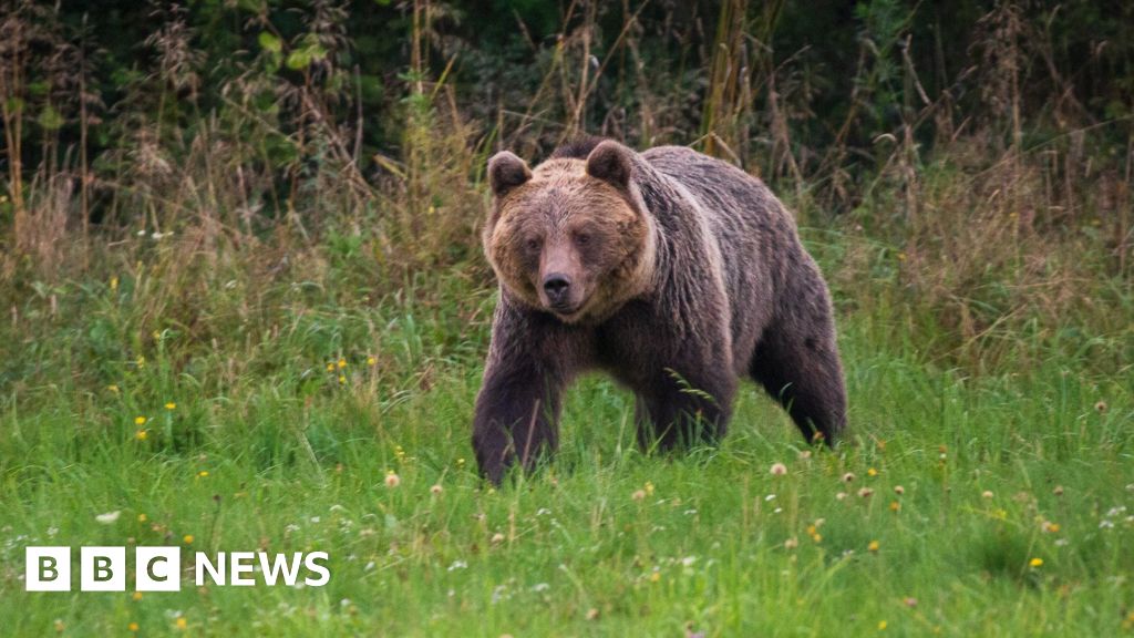 Slovakia backs plan to shoot 350 bears after man killed in attack