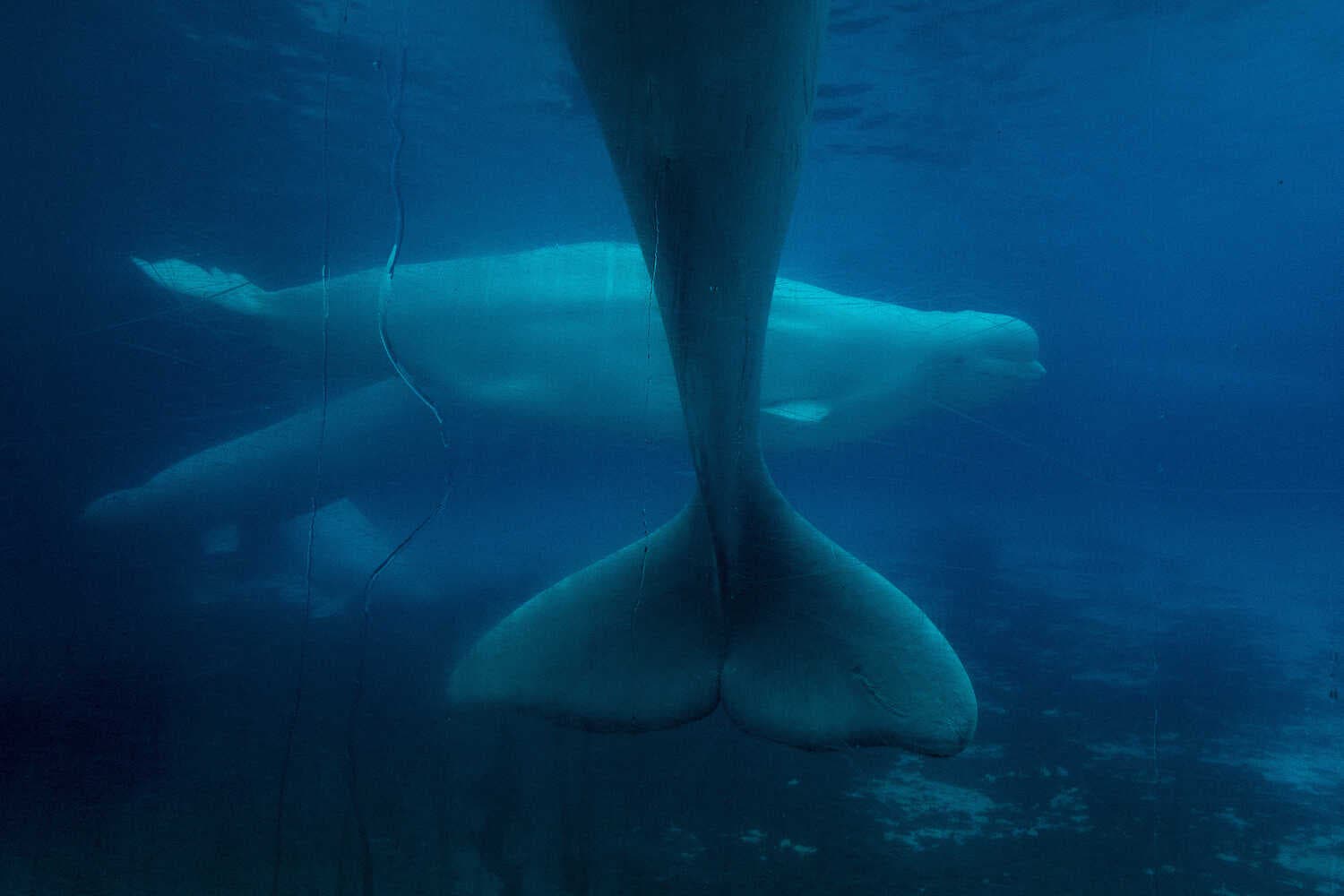 A beluga whale swims in the background while the tale of another whale is visible in the front. 