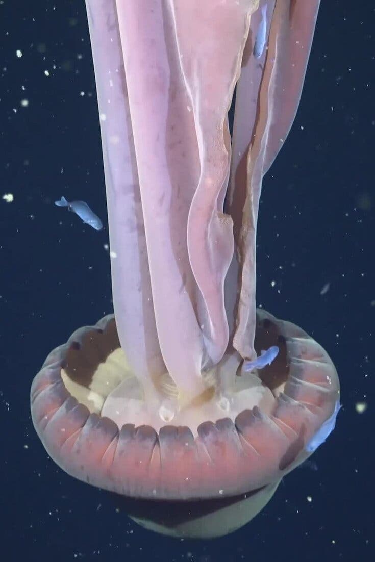 Rare Giant Phantom Jelly Spotted in Deep Waters Near Argentina
