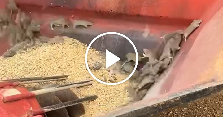 Plague of Mice Hits Western Australia