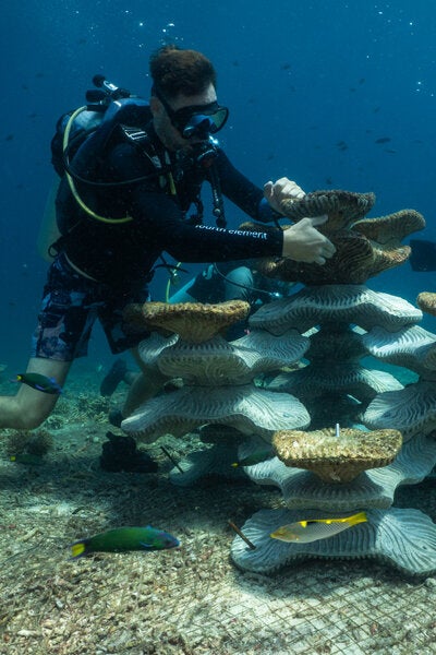 Conservationists Install Artificial Reefs Where Corals Once Stood