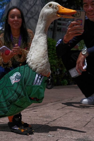 Among Mexico’s World Cup Fans: Merlin the Duck